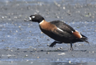 Chestnut breasted shelduck1037.jpg